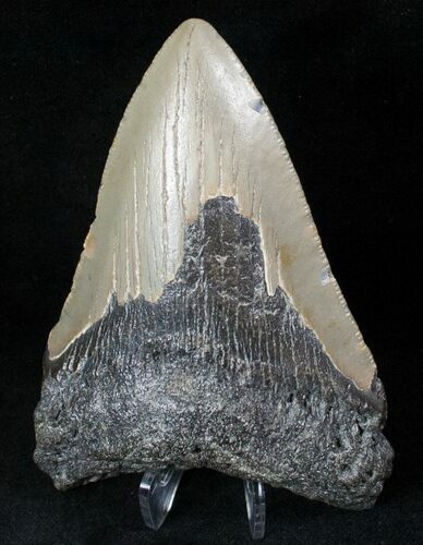 Bargain Megalodon Tooth - North Carolina #13557